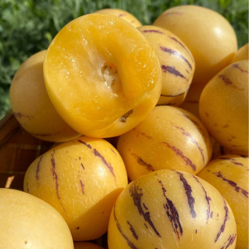 🍈 Rare Pepino Melon Seeds — Grow Your Own Exotic Fruit at Home