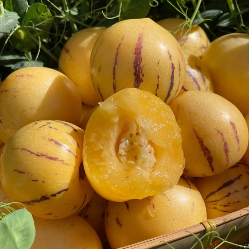 🍈 Rare Pepino Melon Seeds — Grow Your Own Exotic Fruit at Home