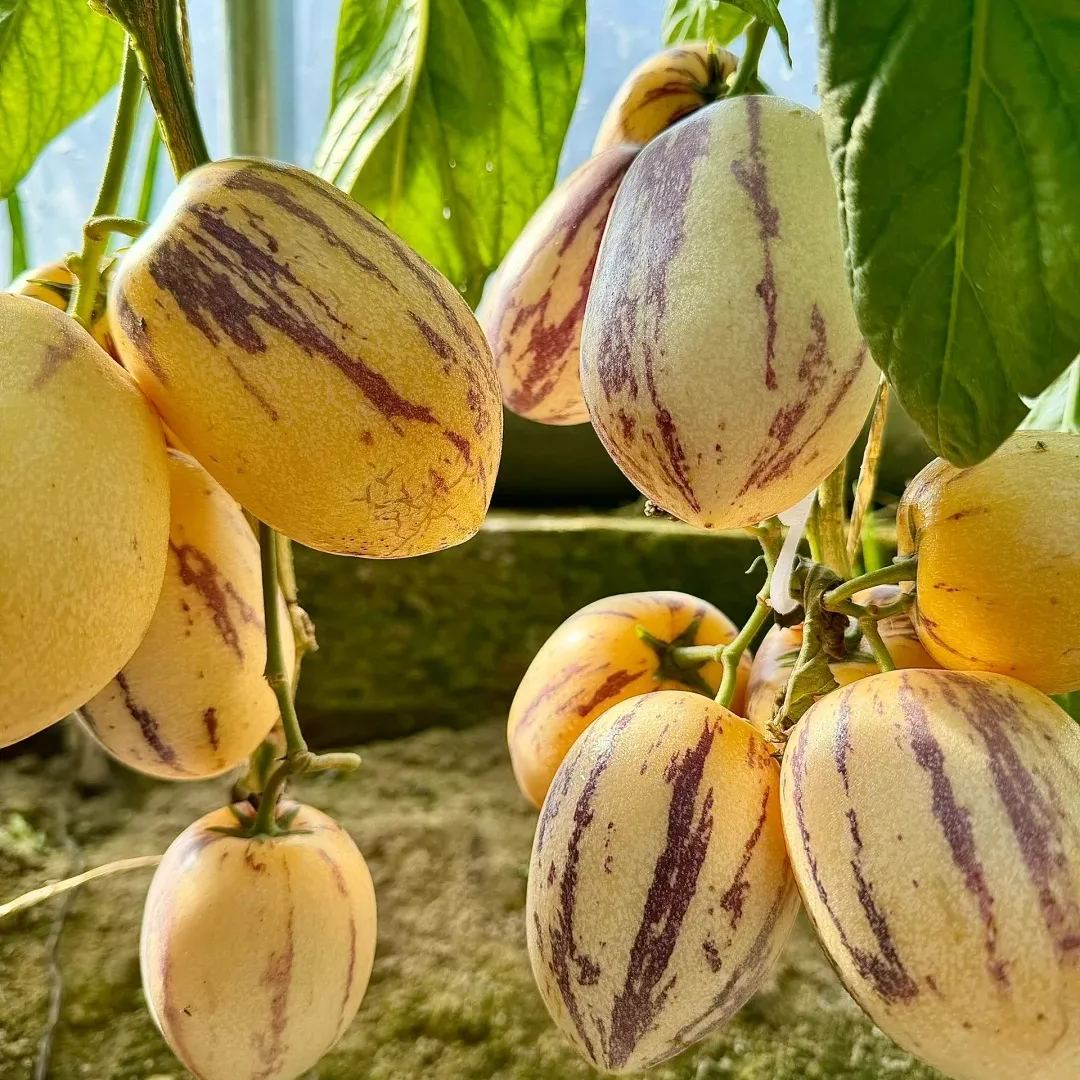 🍈 Rare Pepino Melon Seeds — Grow Your Own Exotic Fruit at Home