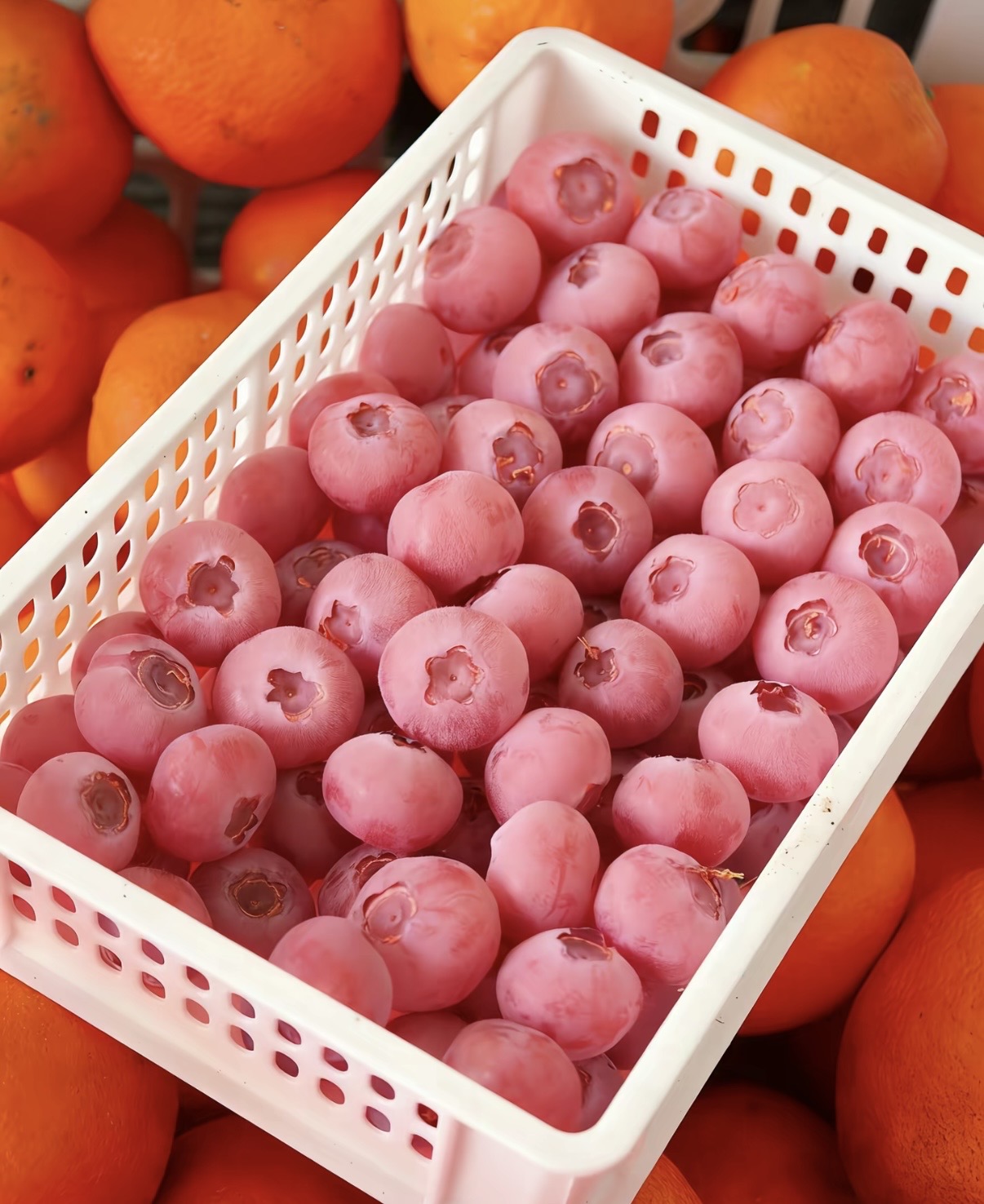 Semínka borůvek Pink Bliss – Dvojitá sladkost