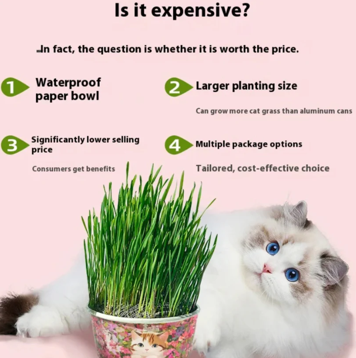 🌱😻 Zmes semien mačacej trávy – rýchly rast a skvelá chuť