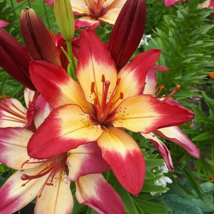 🔥Prémiové cibulky lilií🌺Snadné pěstování, rychlé kvetení ✨ Ideální pro začátečníky