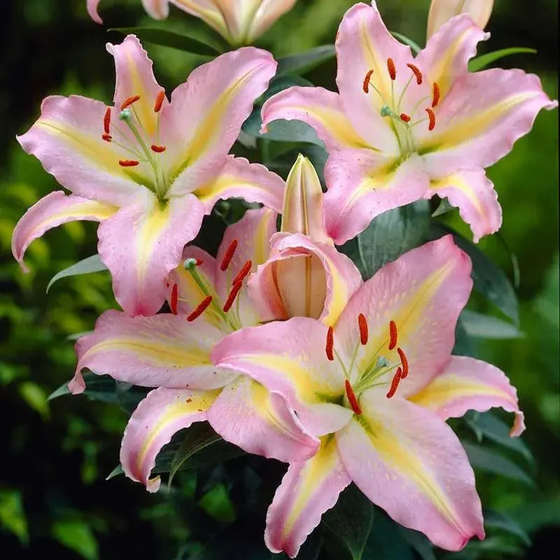 🔥Prémiové cibulky lilií🌺Snadné pěstování, rychlé kvetení ✨ Ideální pro začátečníky