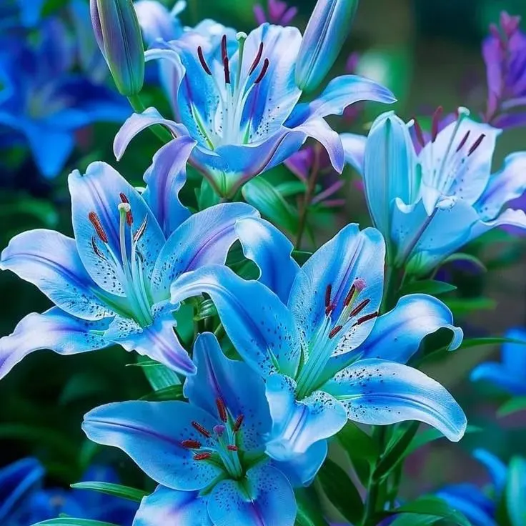 🔥Prémiové cibulky lilií🌺Snadné pěstování, rychlé kvetení ✨ Ideální pro začátečníky