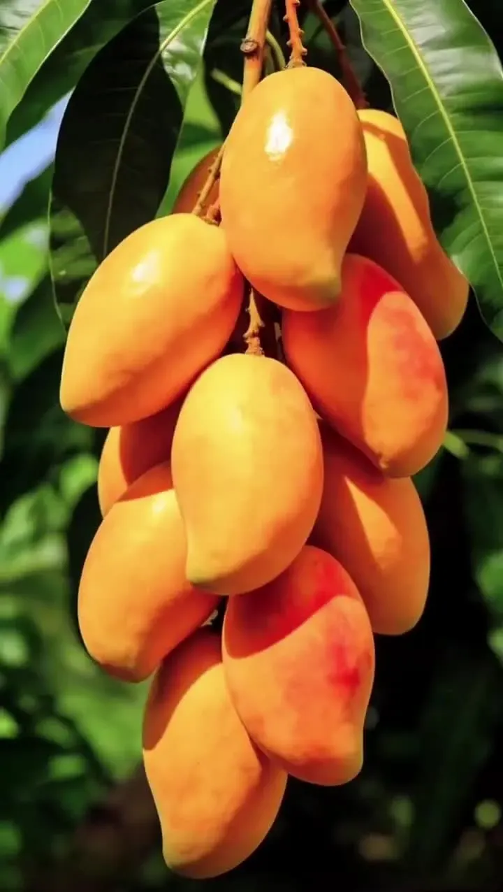🥭 Hodvábne sladké a šťavnaté semienka manga – vychutnajte si tropické chute doma 🌴