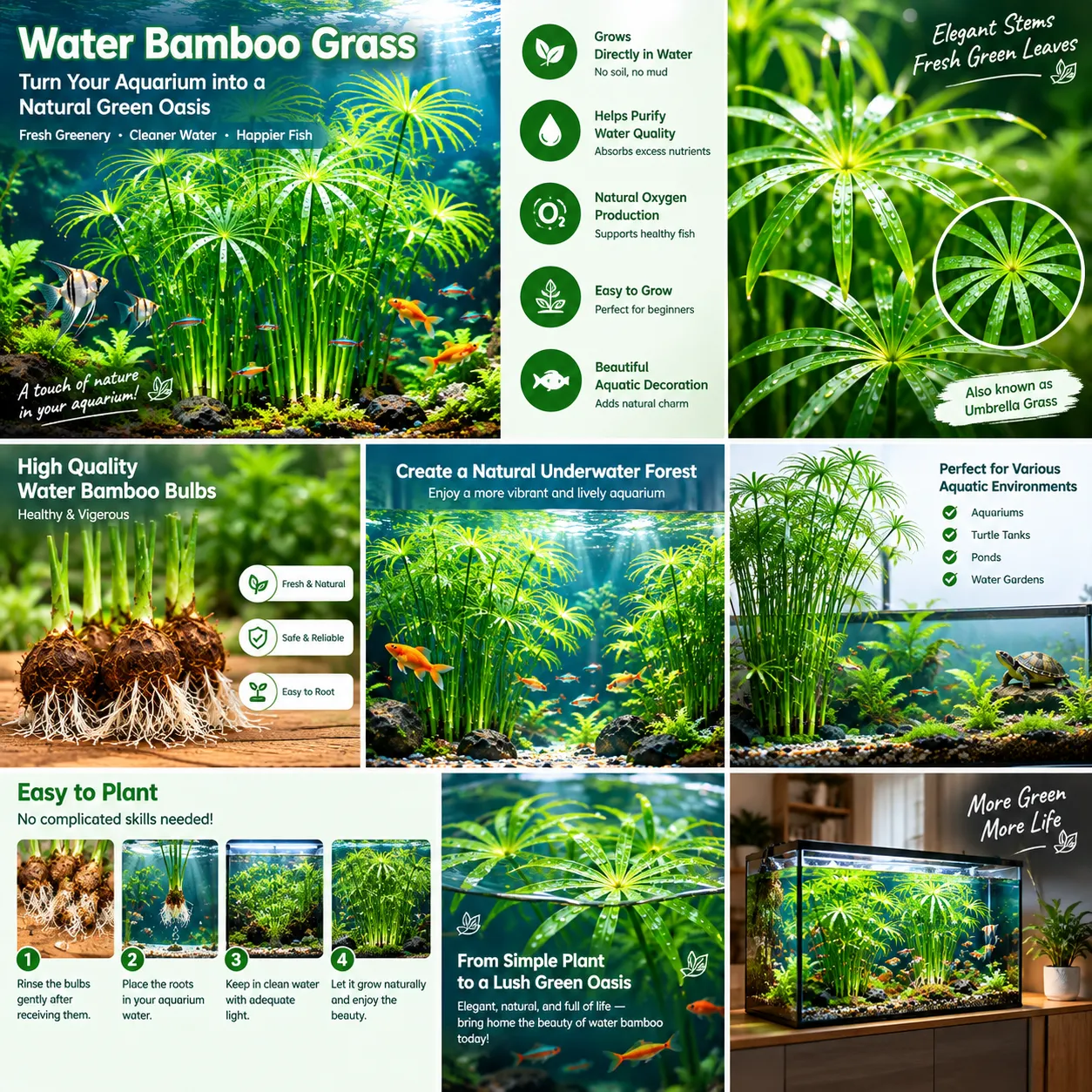 🌿 Vodní bambus (šáchor) – hydroponická rostlina – přírodní čistič vody pro akvária, nádrže pro želvy a zahradní jezírka.