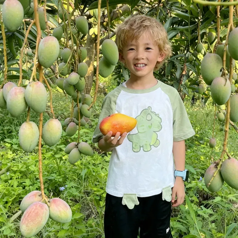 🥭 Hodvábne sladké a šťavnaté semienka manga – vychutnajte si tropické chute doma 🌴