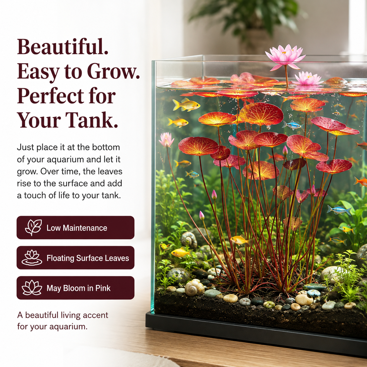 🐟Hydroponické kořeny červeného lotosu🌿 Proměňte své akvárium v ​​živou zahradu
