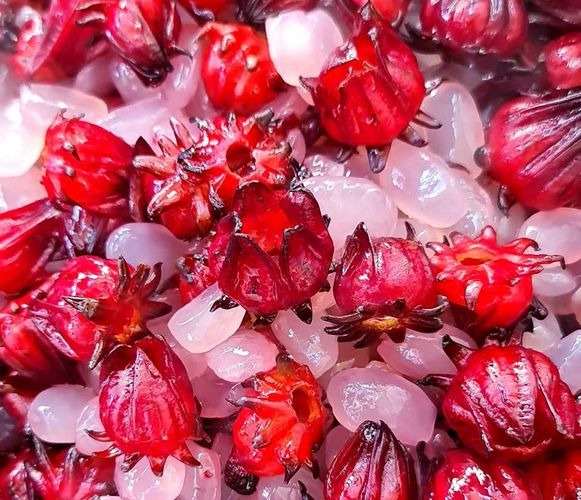 Roselle seeds,Easy to sow – quick to germinate – blooms early – beautiful flowers that are delicious and rich in vitamins.