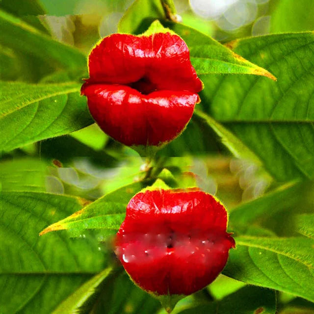 😘👄🫦🫦Red Lips Flower Psychotria Seeds
