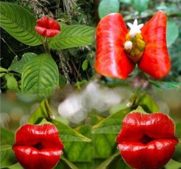 😘👄🫦🫦The Flower That Looks Like a Kiss--Red Lips Flower Psychotria Seeds