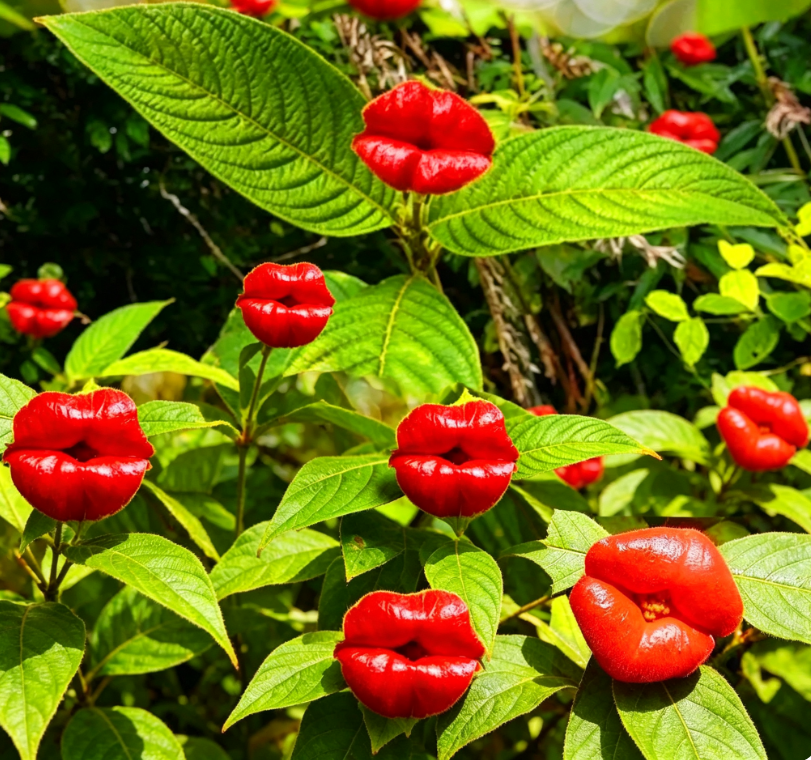 😘👄🫦🫦Red Lips Flower Psychotria Seeds