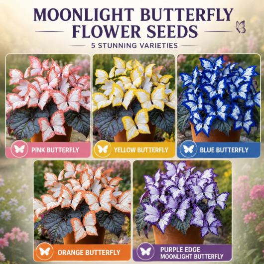 Moonlight Butterfly Flower Seeds🦋