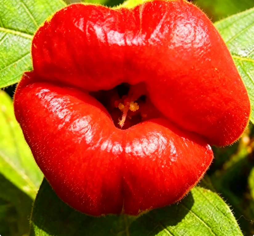 😘👄🫦🫦Red Lips Flower Psychotria Seeds