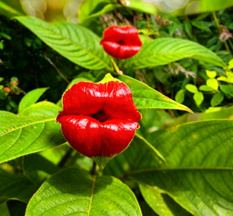 😘👄🫦🫦Red Lips Flower Psychotria Seeds