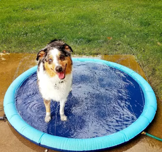 🔥The splash pad that makes your pup glad!