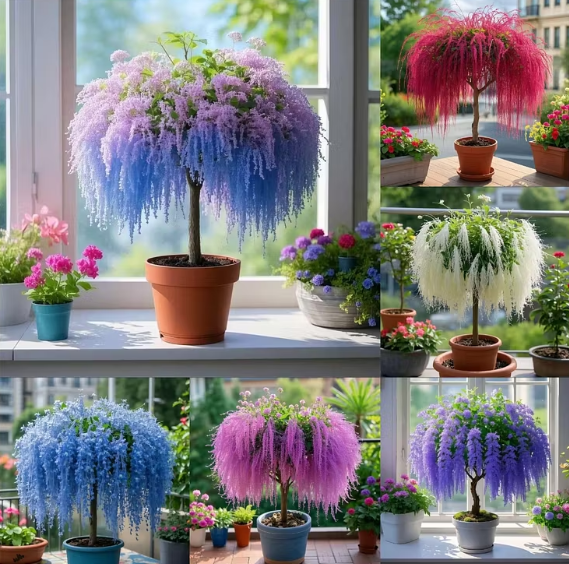 🌸 Ornamental Fringe Tree Seeds – Grow Elegant Blooms for Every Season 🌿