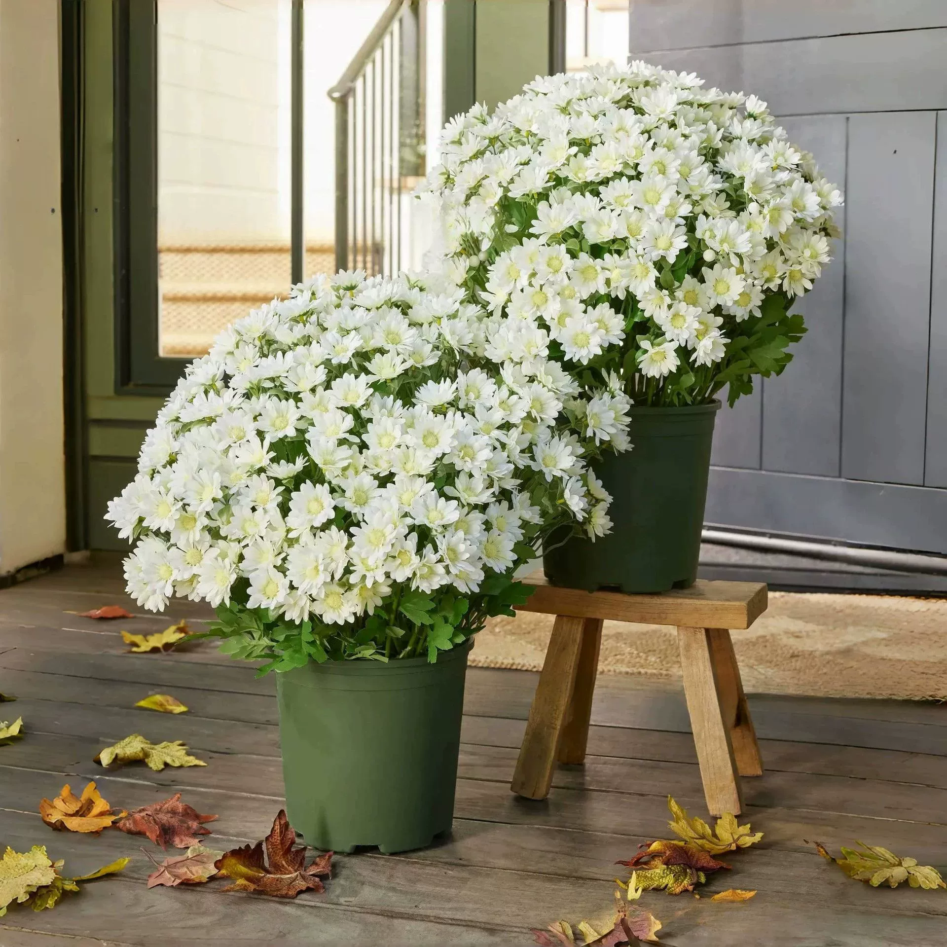Artificial Sunset Mums Flowers – UV Resistant, Fade Resistant & Maintenance-Free Outdoor Décor