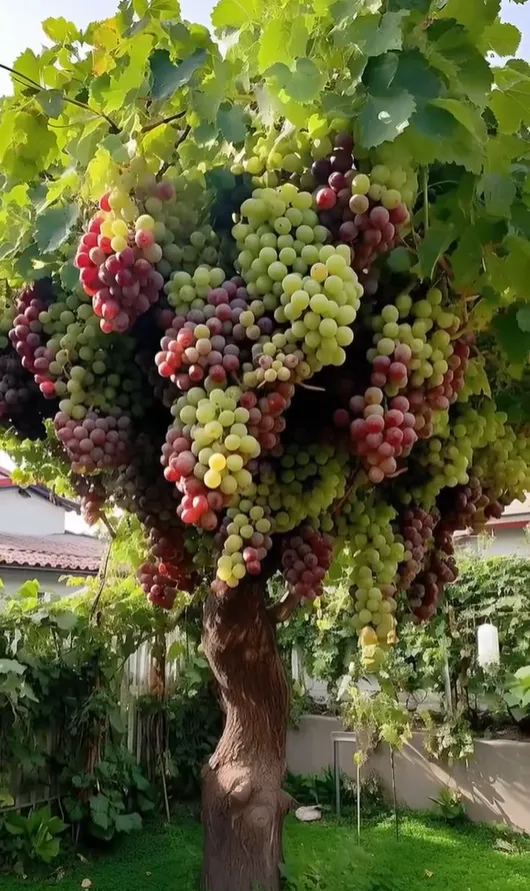 🍇 Giant Grape Seeds for Planting – Grow Large, Sweet & Juicy Grapes at Home 🌿
