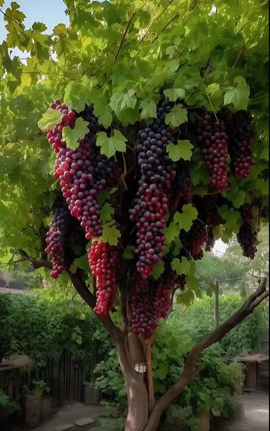 🍇 Giant Grape Seeds for Planting – Grow Large, Sweet & Juicy Grapes at Home 🌿