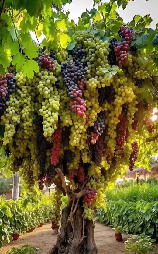 🍇 Giant Grape Seeds for Planting – Grow Large, Sweet & Juicy Grapes at Home 🌿