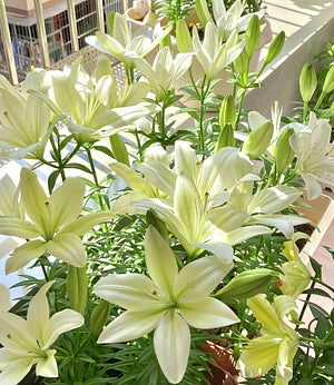 🌸 Double-Petaled Bicolor Fragrant Lily Bulbs – Sweet-Scented Blooms for a Stunning Garden