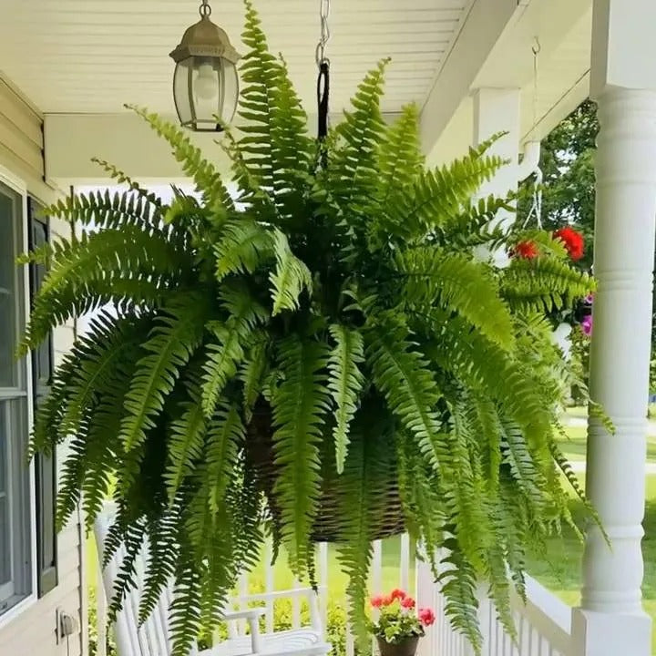 Realistic Lighted Boston Fern – Zero Watering, Evergreen Glow for Porch & Home