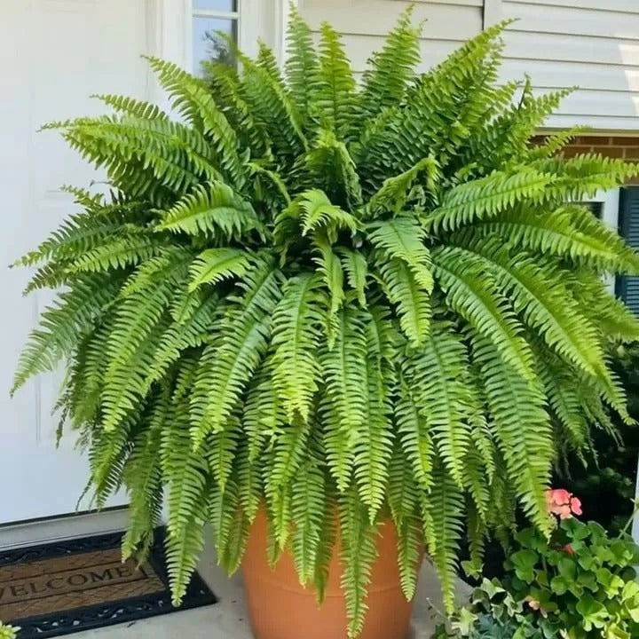 Realistic Lighted Boston Fern – Zero Watering, Evergreen Glow for Porch & Home