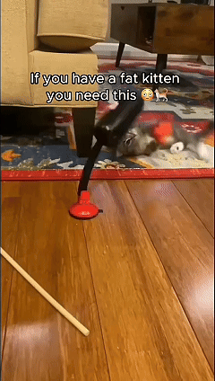 Cat boxing punching bag toy active play animation