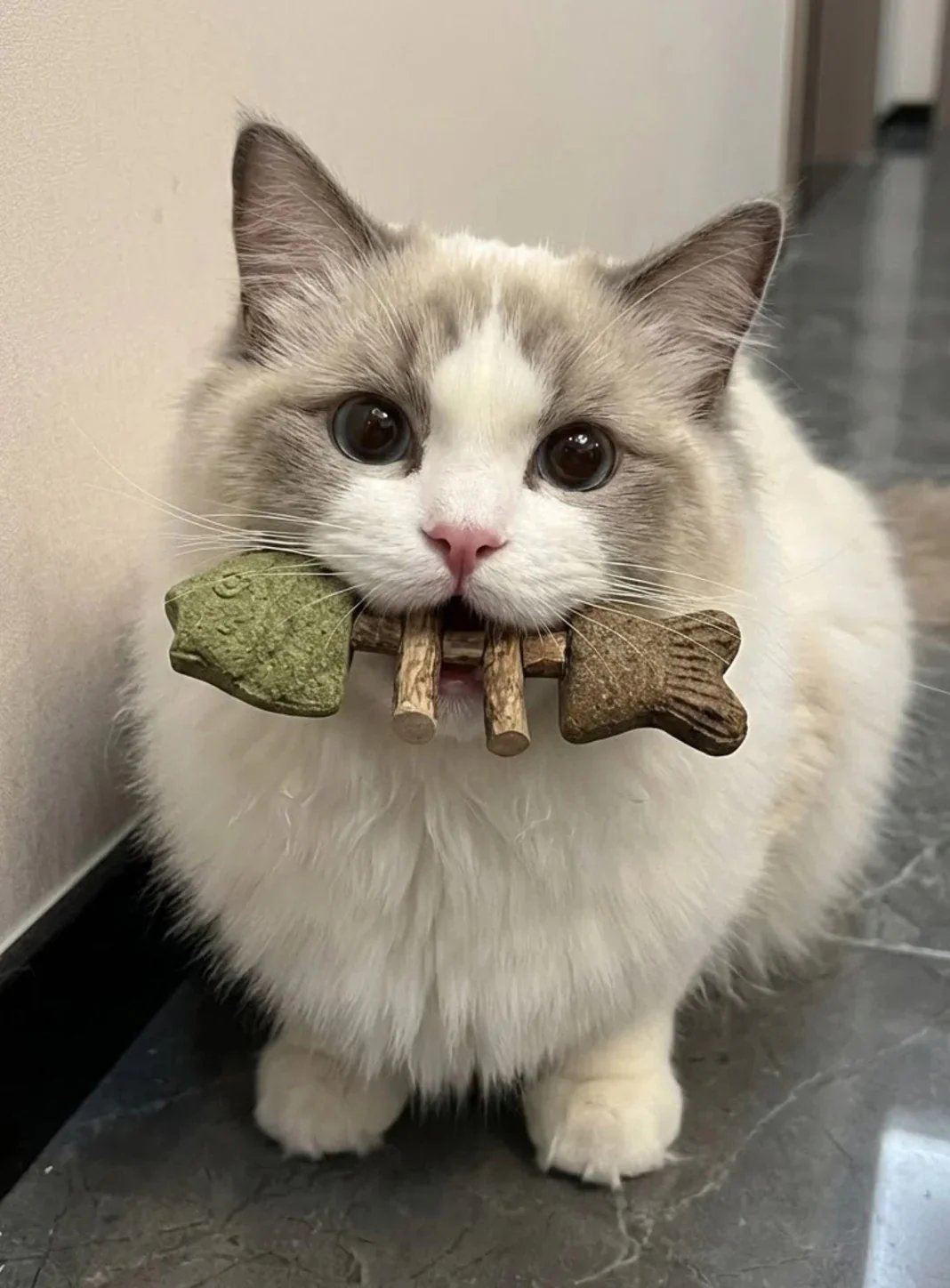 Happy healthy cat Happy healthy cat