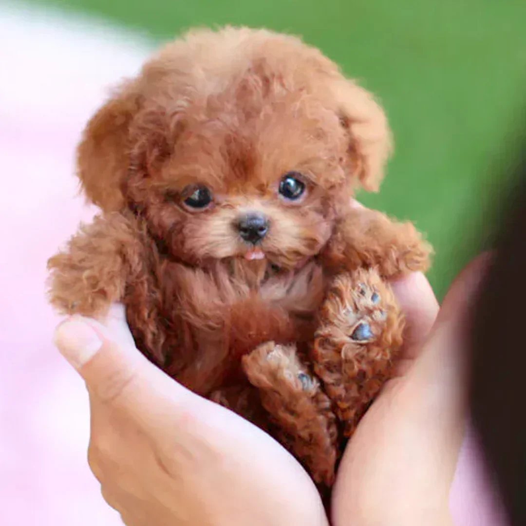 🎄Christmas-Sale 49%OFF🐶Nicco - My Realistic Robot Puppy — Walks, Barks & Plays🌭