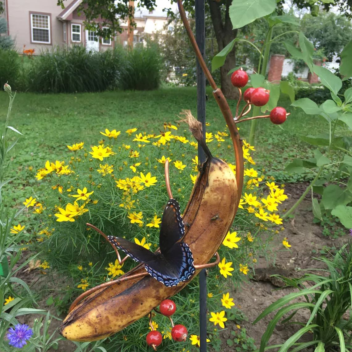 Butterfly Banana Hammock