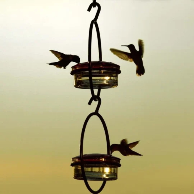 🐦Hummble Slim Hummingbird Feeder