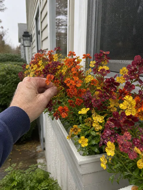 Artificial Fall Violet Flowers for Outdoor Planters – Flexible UV-Resistant Faux Stems