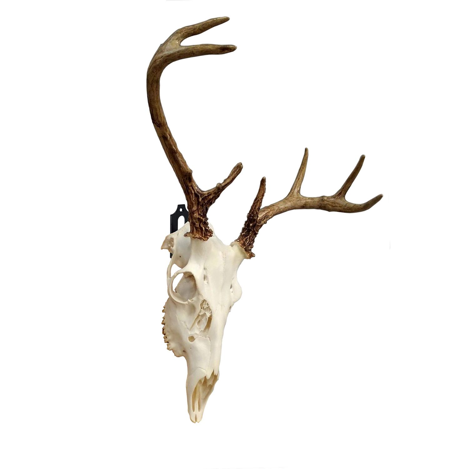 Veradura - European Skull Wall Mount Bracket Hanger for Deer Mule Antelope Coyote and Small Game Animals - Complete with Simple & Easy Installation Kit - Suitable for Indoors or Outdoor use