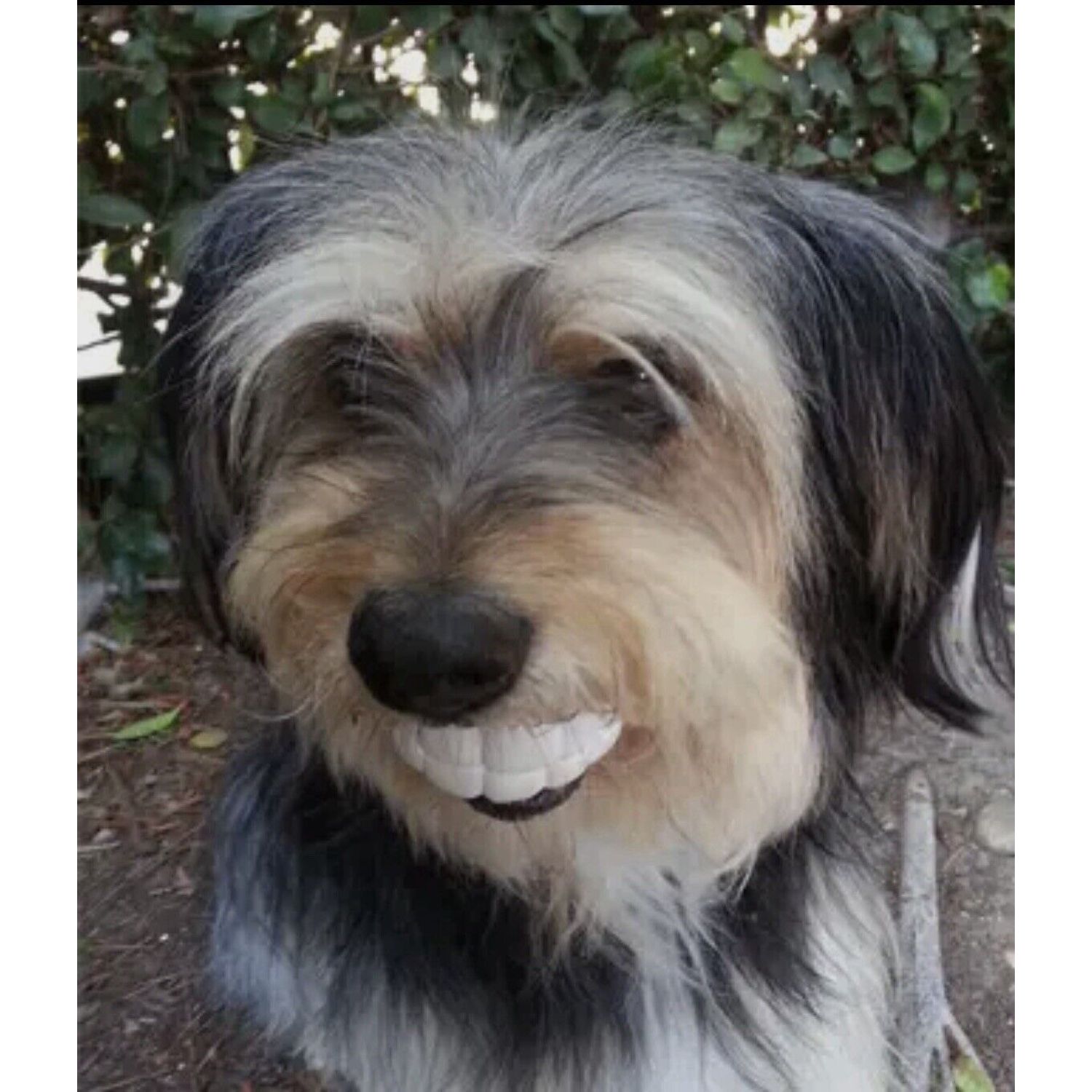HUMUNGA Teeth Bling Funny Teeth Rubber Pet Dog Toy Fetch Ball Medium/Large