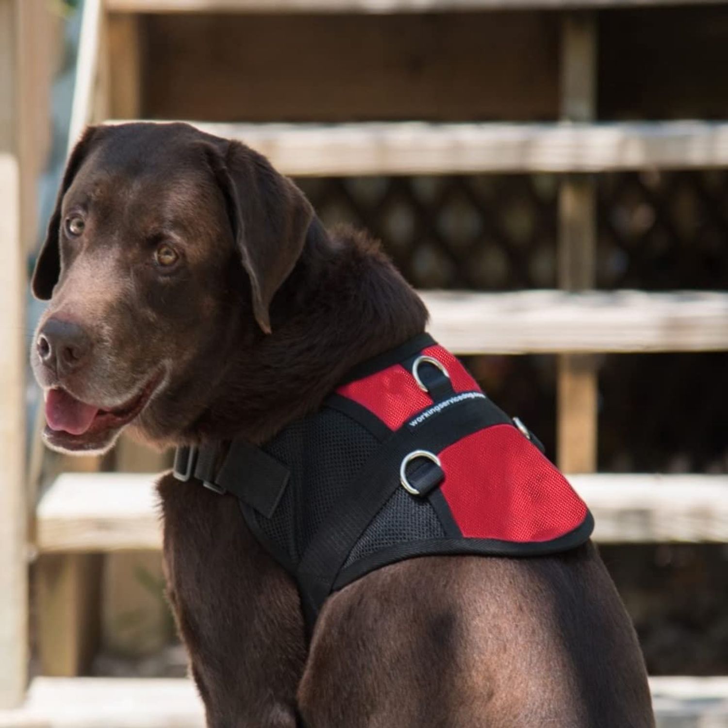 Mesh Dog Vest | Lightweight Cooling Dog Harness | No Pull Dog Harness | Includes Two Pet Emergency Care Cards (Red, 32" - 36" Girth)