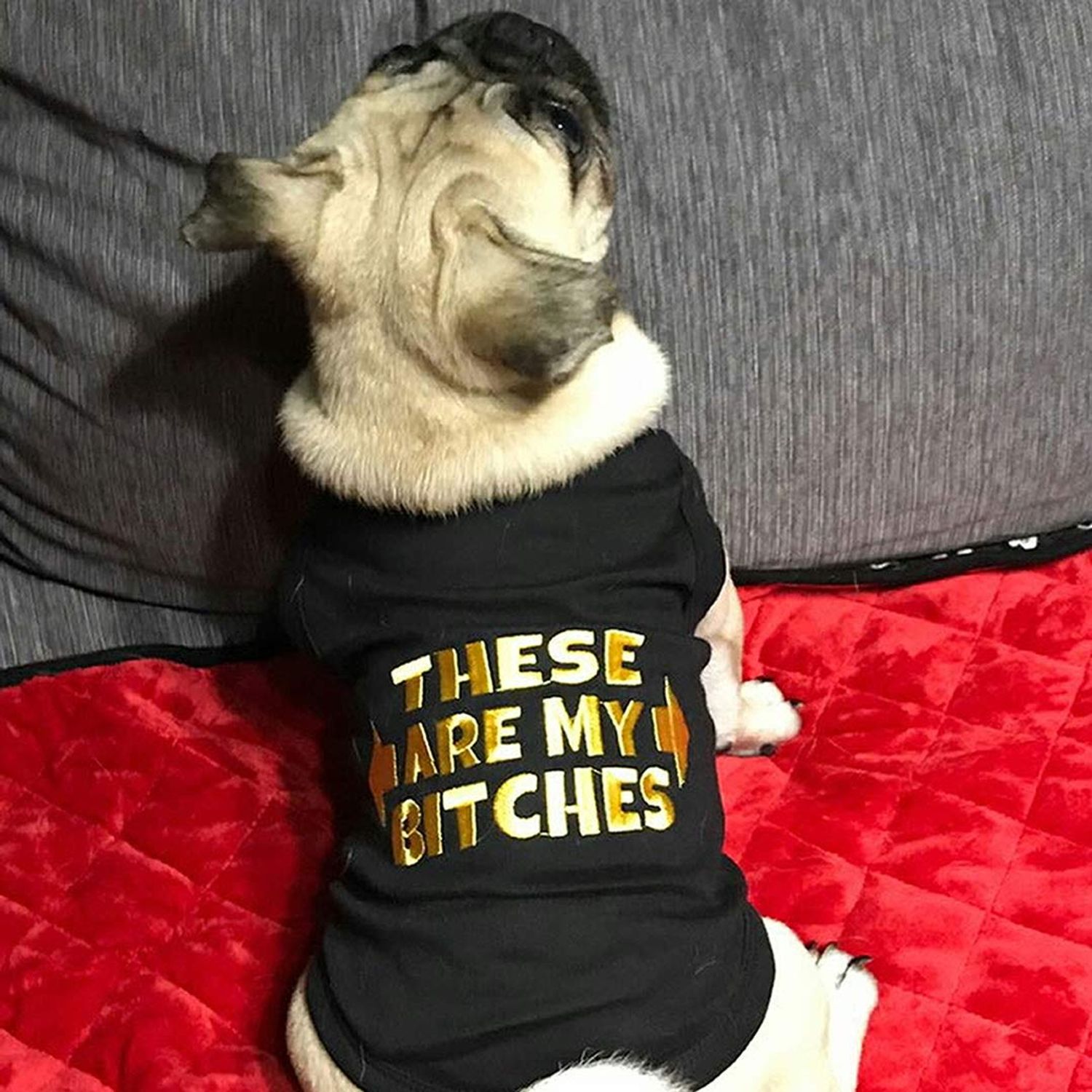 Parisian Pet Dog Cat Clothes Tee Shirts These R My Bitches Tee Shirt Embroidered T-Shirt, S