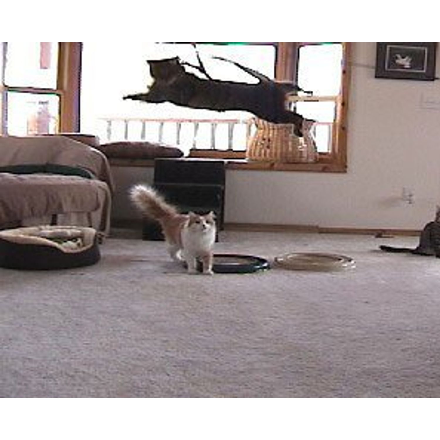 CoolCyberCats Da Bird Pull Apart Value Pack (1 Pull Apart Da Bird Pole Cat Toy & 2 Extra Guinea Feather Refills)