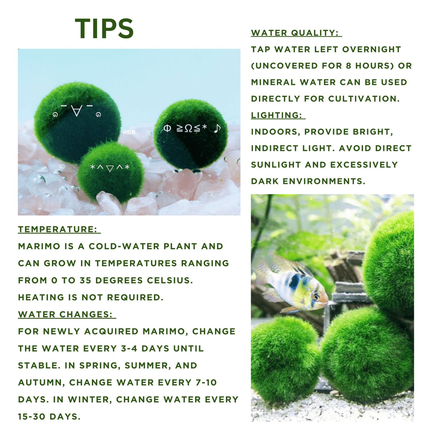 6 PCS Live Marimo Moss Ball Pet Kokedama for 20 Gallon Aquarium