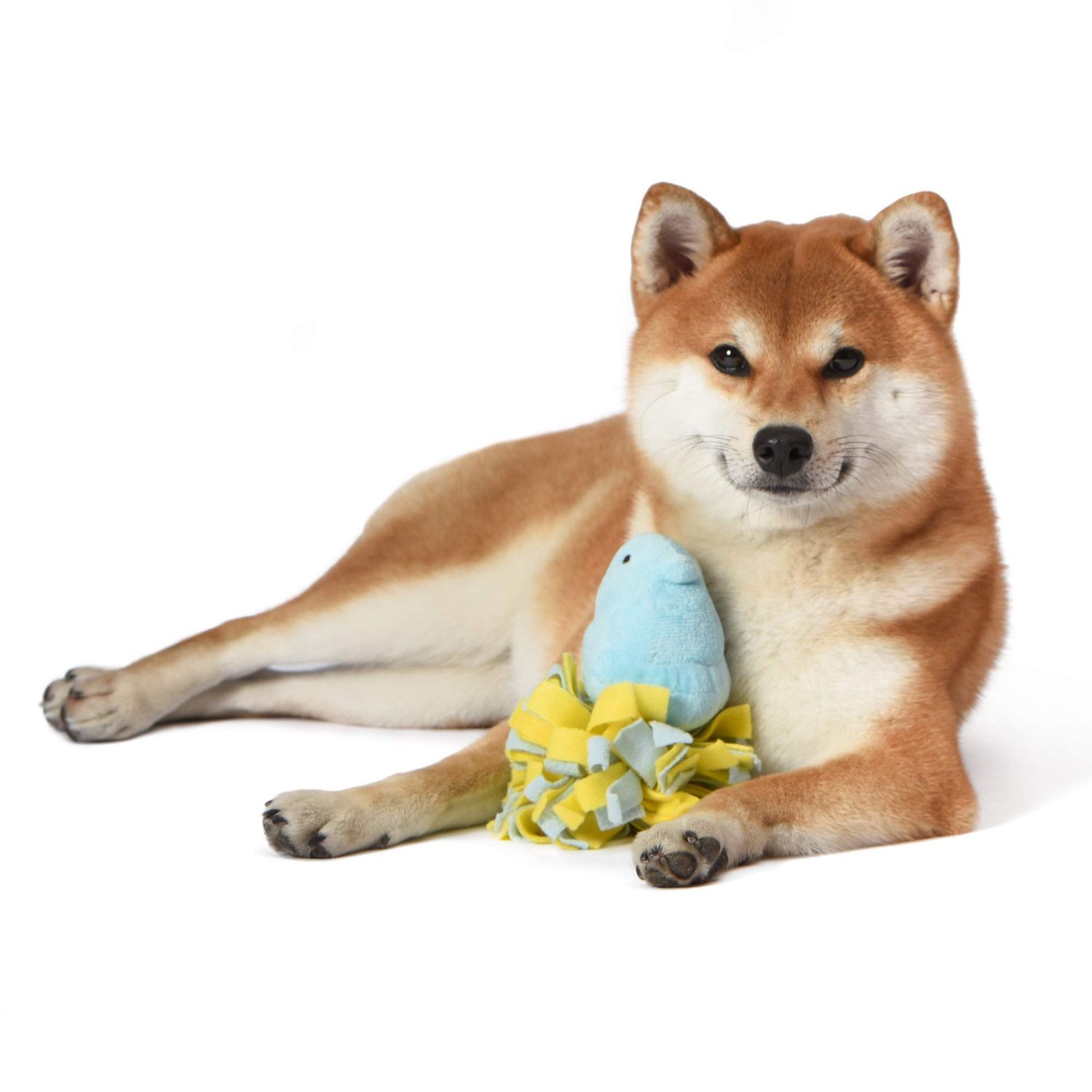 Peeps for Pets Plush Chick Fleece Bottom Dog Toy in Blue and Yellow Blue Peeps Chick Dog Toys, Small Plush Dog Toys with Squeaker Soft and Squeaky Dog Toy for Pets