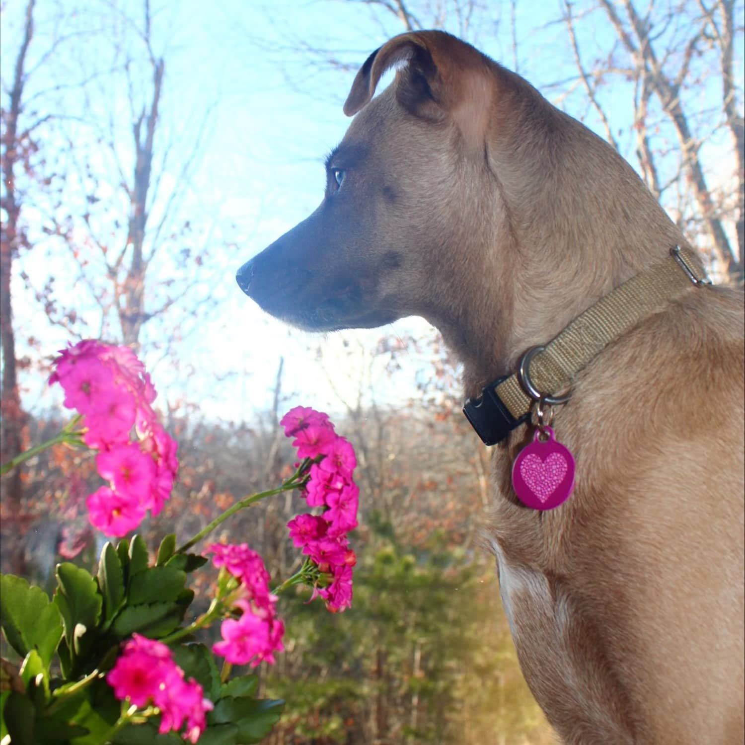Dog Tag Art Valentine Heart Personalized Pet ID Tag for Dogs and Cats, Silent Polymer Coated Stainless Steel Nametag with Customized Identification Information - Small .875" Diameter