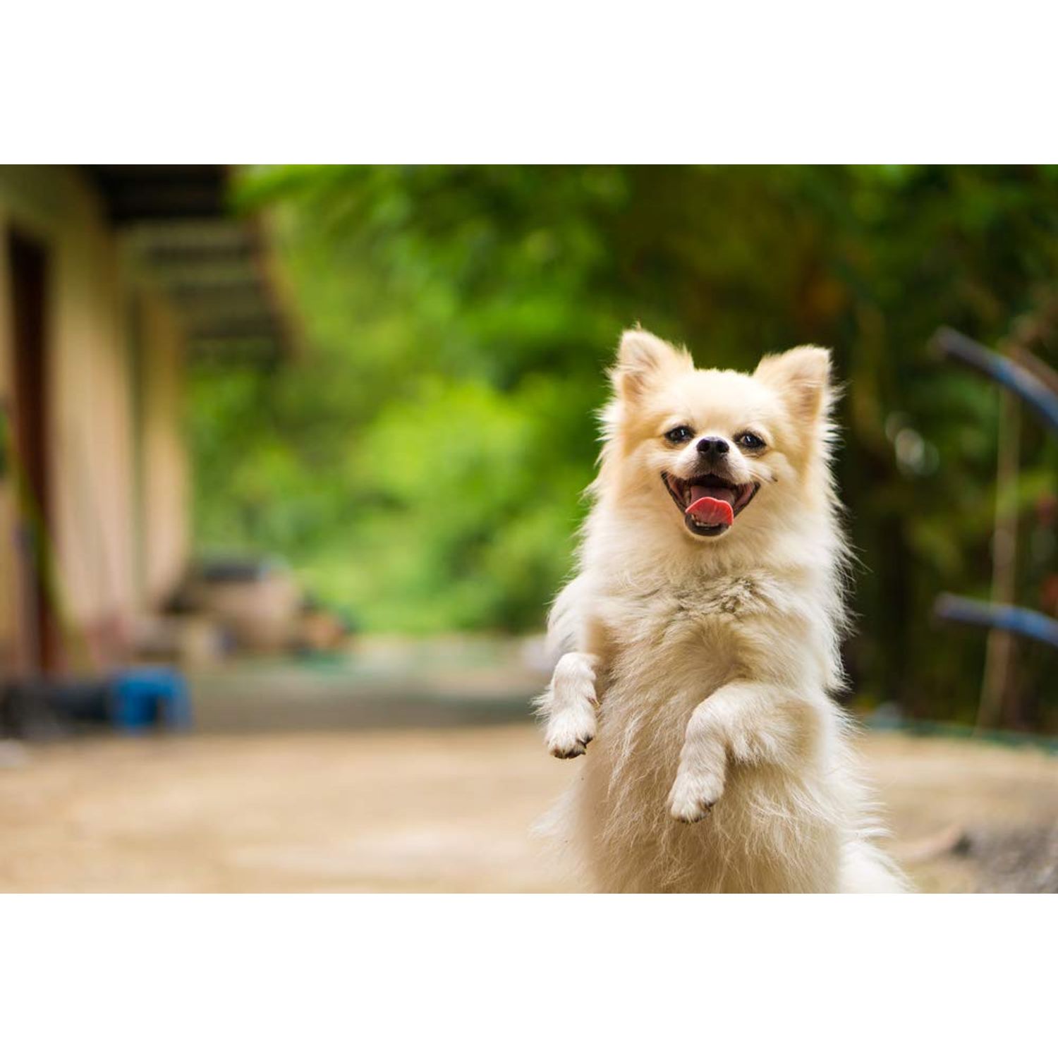 MY LUCKY PETS LLC Dog Eye Relief - Dogs Total Health Complex - Hair Coat Skin Teeth Gums Eye Urinary Support - Immune Booster - Dog Immune System Supplements - 60 Treats (1 Bottle)