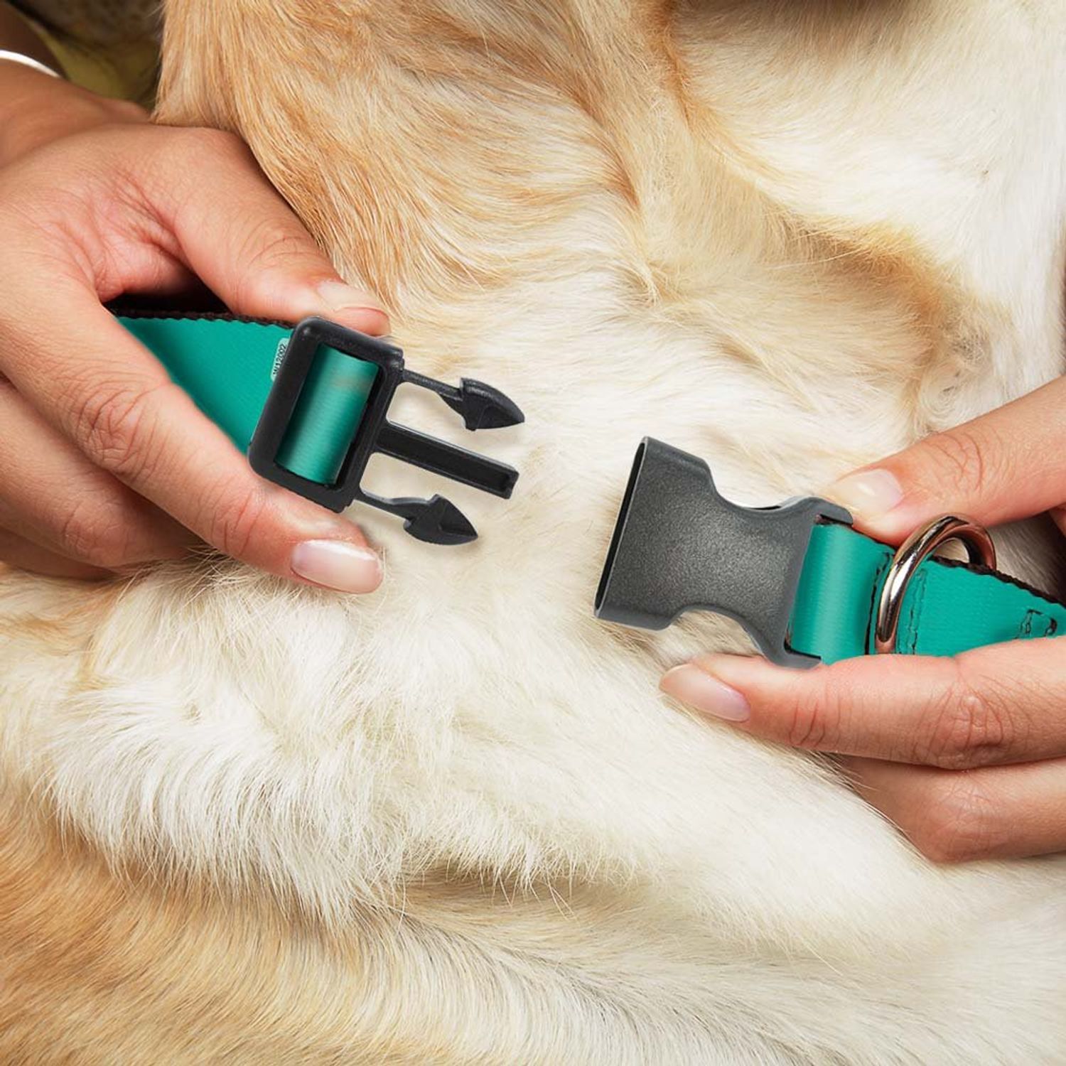 Dog Collar Plastic Clip Teal 9 to 15 Inches 1.0 Inch Wide