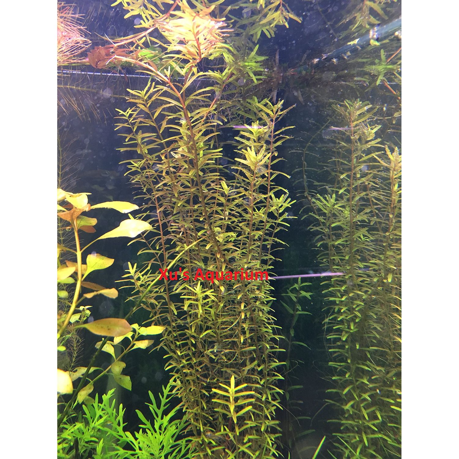 6 Rotala Indica (Rotundifolia), Live Aquarium Stem Plant
