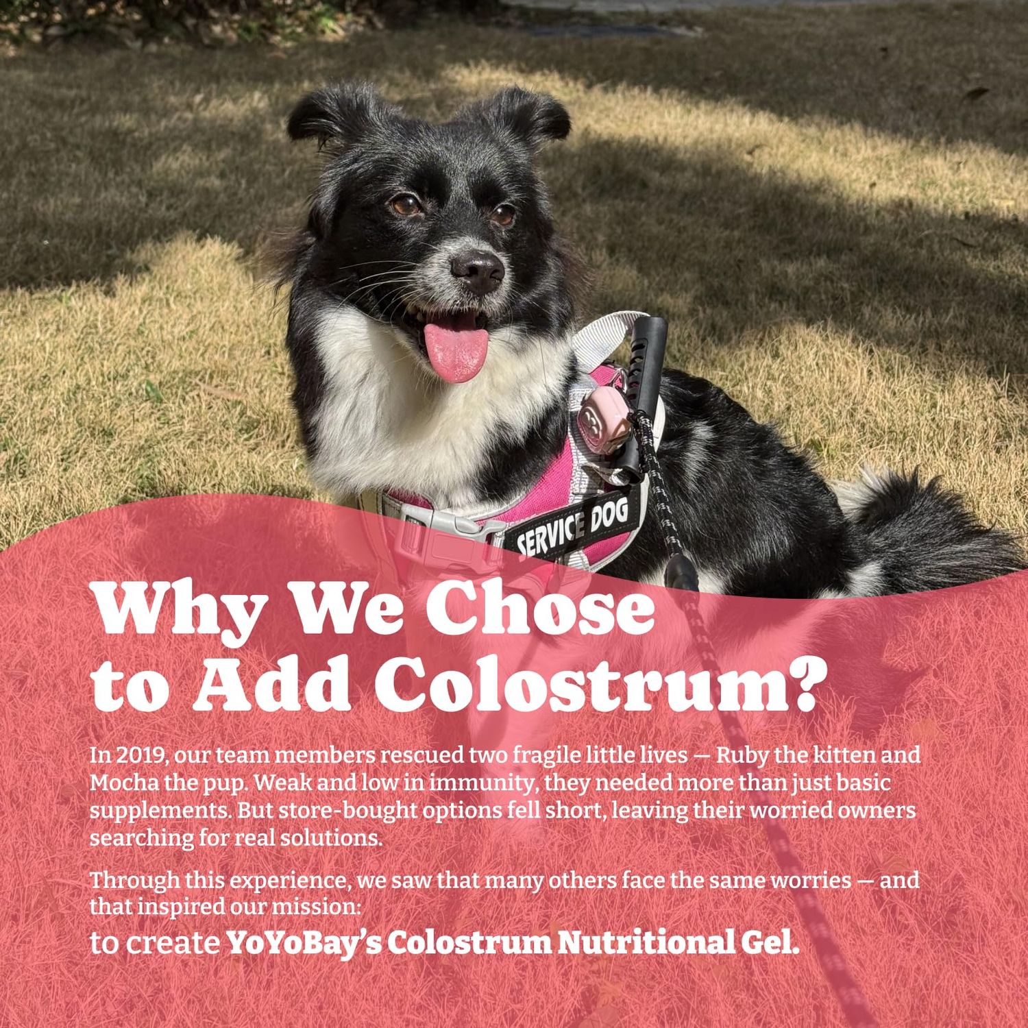 YoYoBay Bovine Colostrum Nutritional Gel for Dog & Cat - Immune Support, Digestive Health & Skin Care, Dog Allergy Relief, High Calorie Supplement for Dogs and Cats, Dogs Weight Gainer