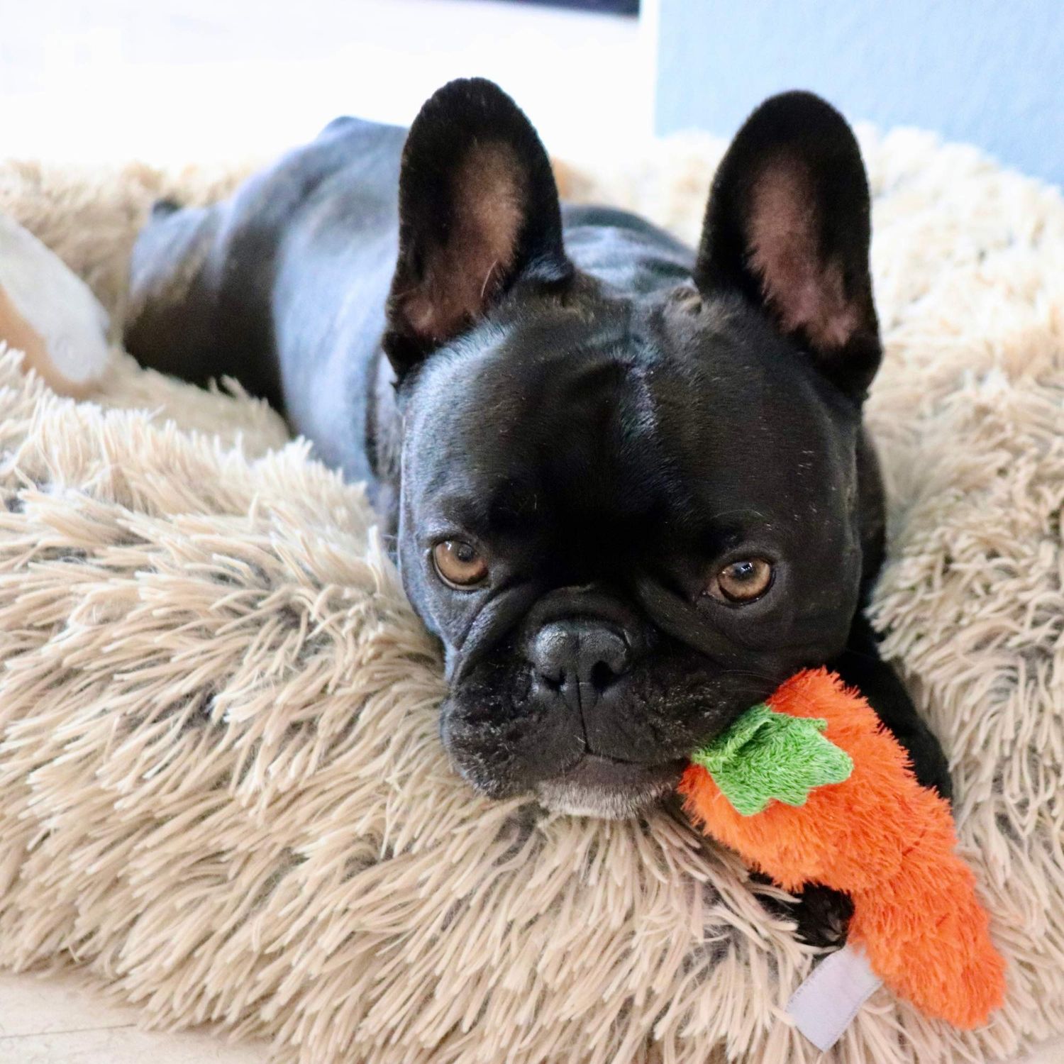 Midlee Plush Carrot Easter Dog Toy- Pack of 2