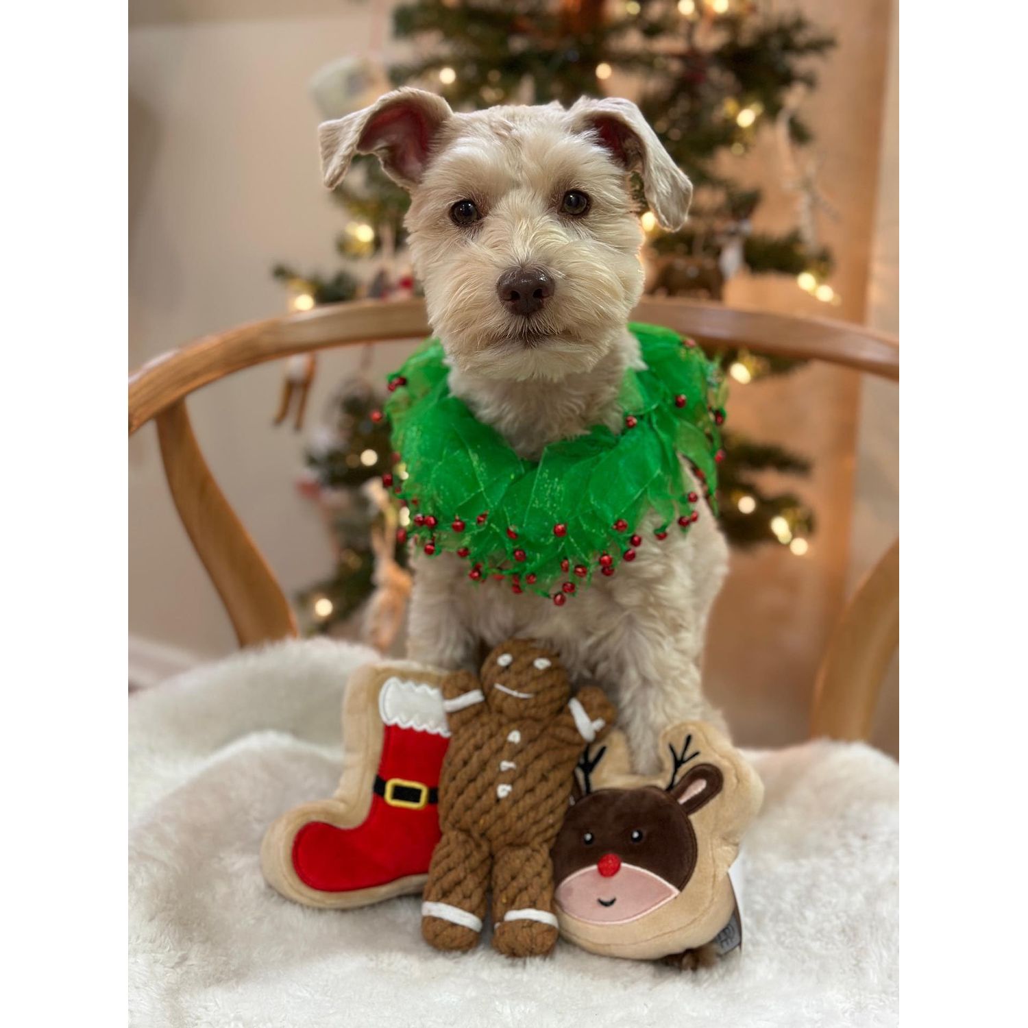 Midlee Wreath Jingle Bell Decorative Dog Collar (Medium)