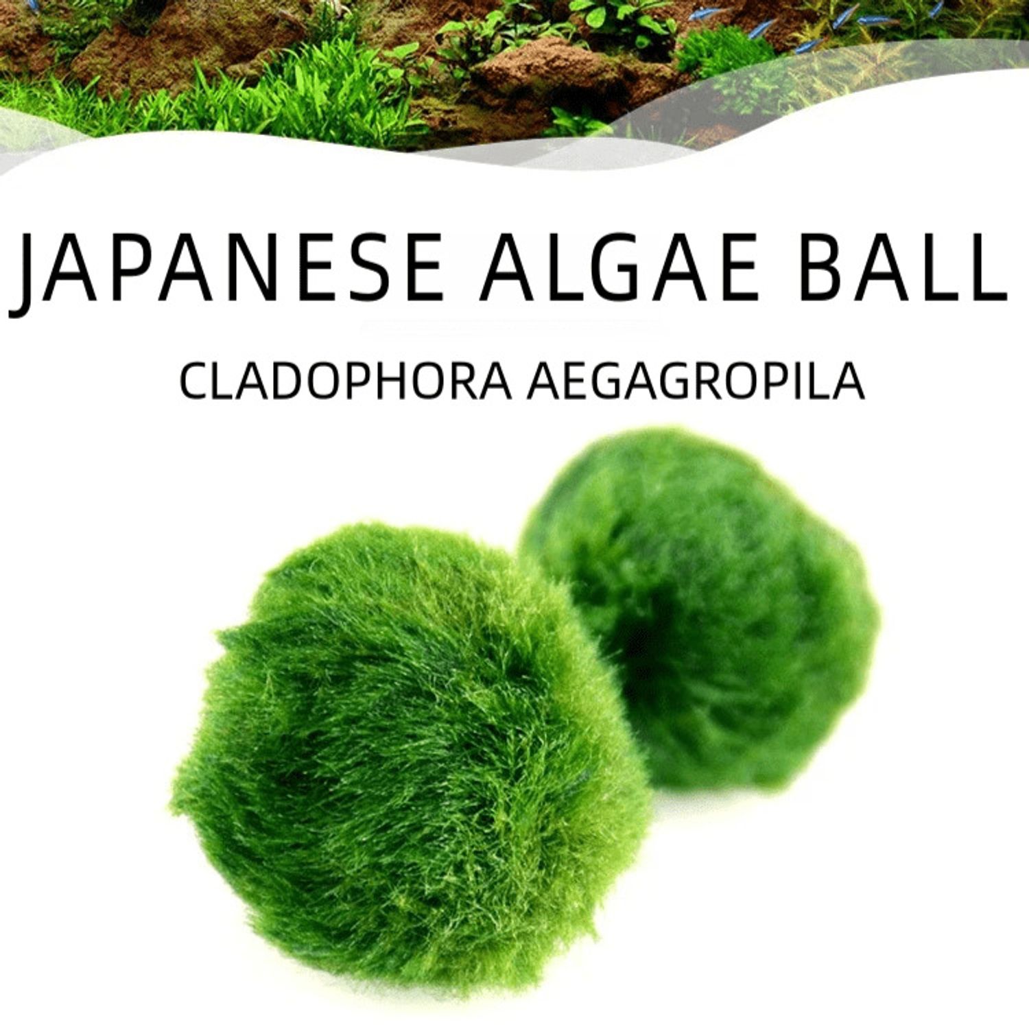 6 PCS Live Marimo Moss Ball Pet Kokedama for 20 Gallon Aquarium
