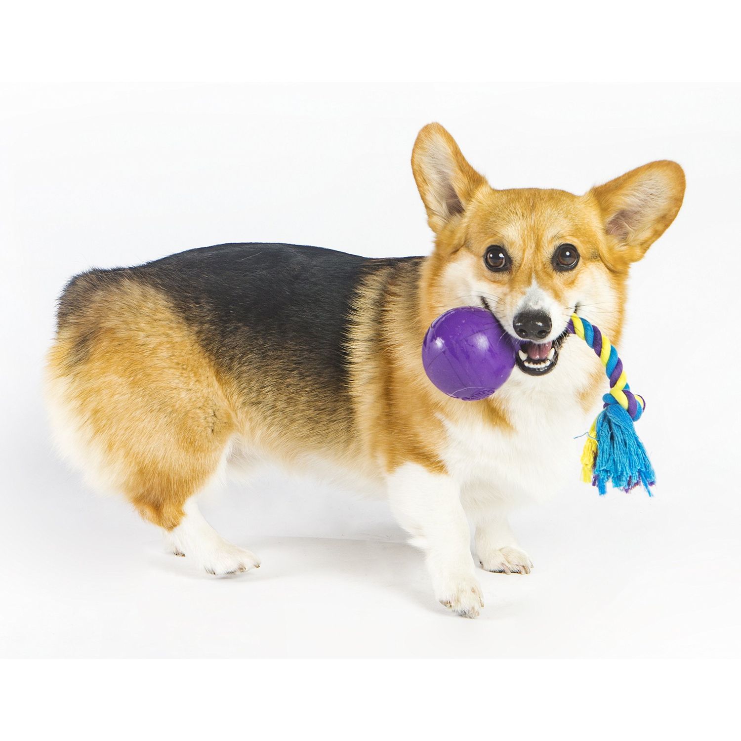 R2P Group Zany Bunch Rope Twister Electronic Dog Toy - Assorted Colors